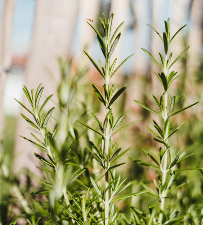 Spice Guide: Rosemary - Rosemary Herb Uses and Benefits