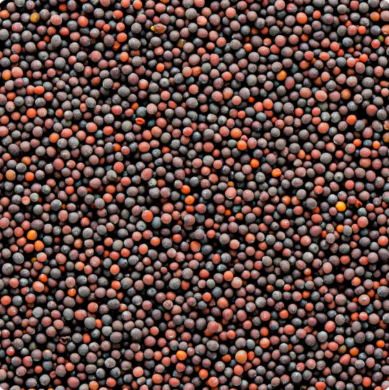 Burlap & Barrel - Aravali Black Mustard