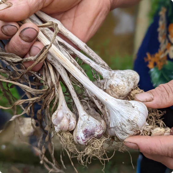 Burlap & Barrel - Granulated Garlic