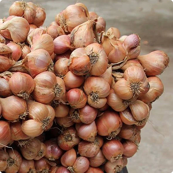 Burlap & Barrel - Purple Shallot Slices