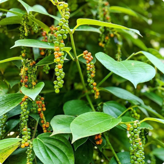 Burlap & Barrel - Robusta Black Peppercorns